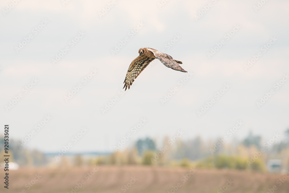 Harrier Or Circus Cyaneus Wild Bird Flies In Blue Sky. Young Ring-tail Harrier Flies Above Field. Adult Male Is Sometimes Nicknamed Grey Ghost. Natural Sky Background Harrier Or Circus Cyaneus Wild Bird Flies In Blue Sky. Young Ring-tail Harrier Flies Above Field. Adult Male Is Sometimes Nicknamed Grey Ghost. Natural Sky Background