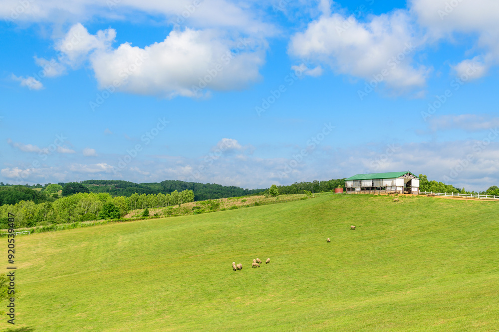 道北の羊牧場
