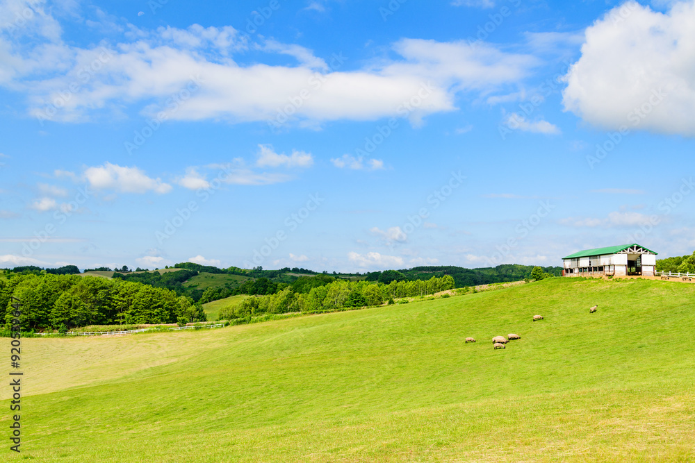 道北の羊牧場
道北の羊牧場