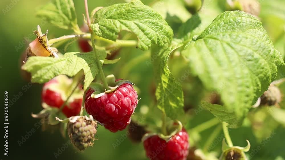 raspberry harvest in the garden macro raspberry harvest in the garden macro