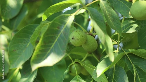 walnuts growing in the garden on a tree in summer