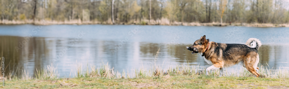 Funny Mixed Breed Dog Play With Wooden Stick Near River. Dog After Swimming In Summer Day. Happy Pet Friend At Leisure Game, Panoramic View Funny Mixed Breed Dog Play With Wooden Stick Near River. Dog After Swimming In Summer Day. Happy Pet Friend At Leisure Game, Panoramic View
