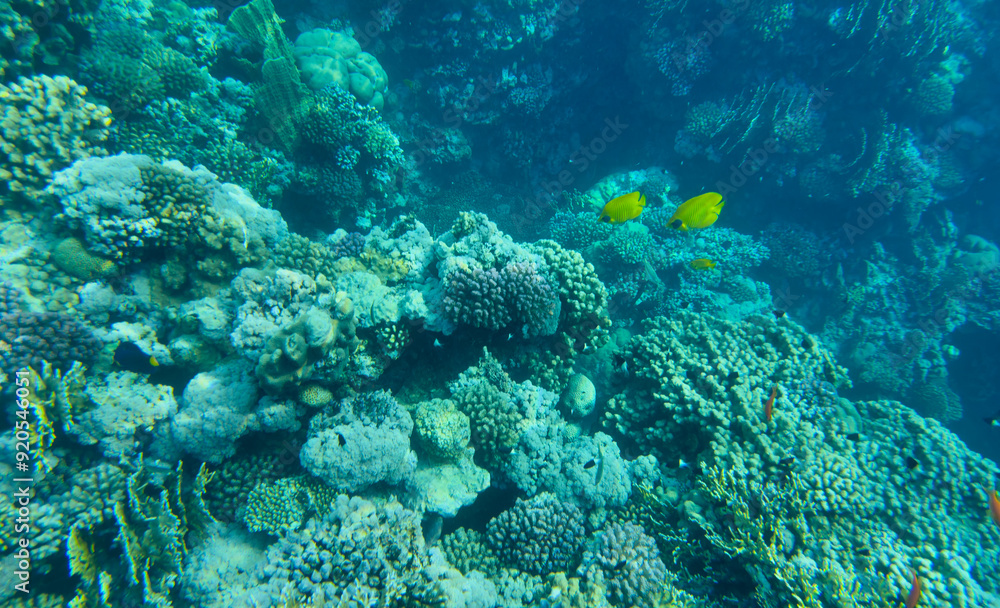 Naklejka premium coral reef with fish on the Red Sea in Egypt