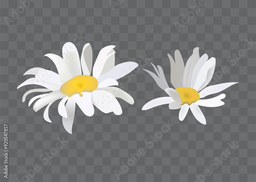 Two chamomile flowers on transparent background. Realistic illustration of daisy flowers