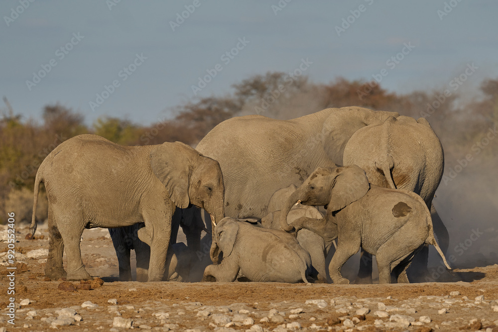 Obraz premium Herd of african elephant (Loxodonta africana) have a dust bath after drinking at a nearby waterhole in Etosha National Park in Namibia