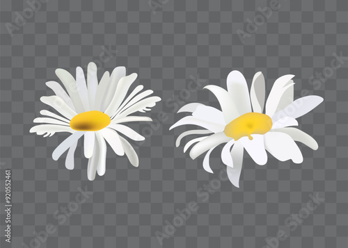 Two chamomile flowers on transparent background. Realistic illustration of daisy flowers