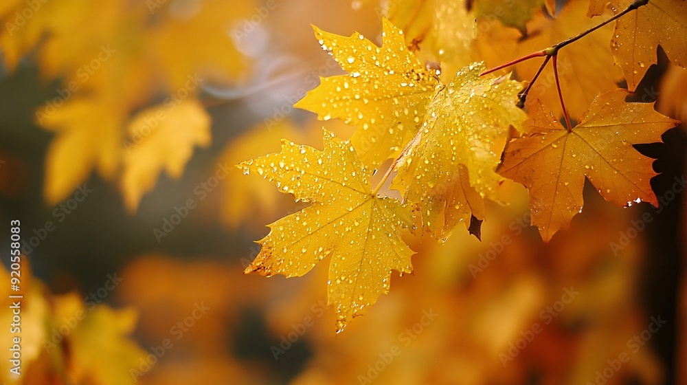 Autumn Leaves Background Autumn Leaves Background