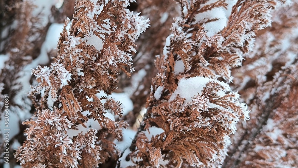 grass, branches with berries, colorful leaves covered with rime, frost and snow grass, branches with berries, colorful leaves covered with rime, frost and snow