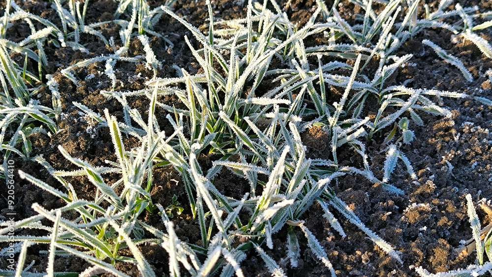 agricultural fields in Vojvodina covered with thin layer of frost and snow agricultural fields in Vojvodina covered with thin layer of frost and snow