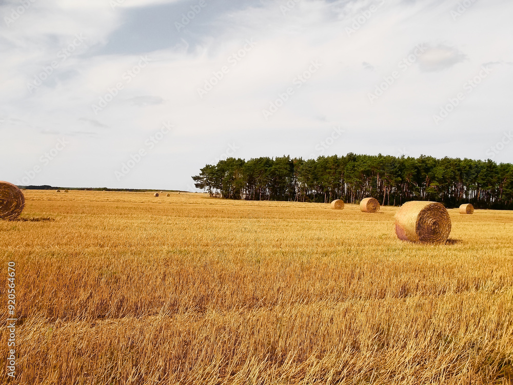 Fototapeta premium Heuballen Ernte auf dem Feld in der Uckermark 