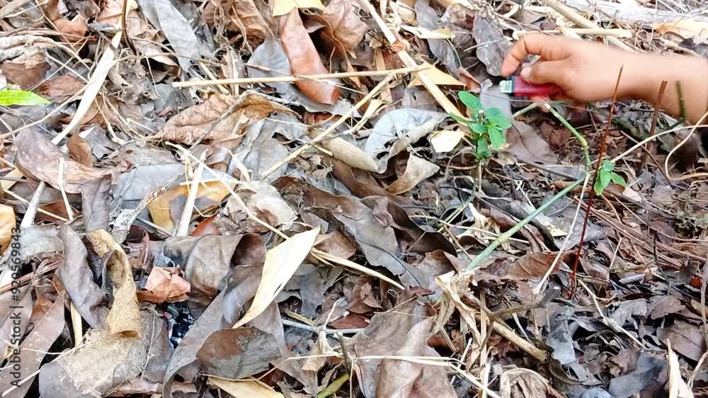 Burning dry leaves in the forest. Fire burns dry leaves in the forest during the dry season. fire leaves Burning dry leaves in the forest. Fire burns dry leaves in the forest during the dry season. fire leaves
