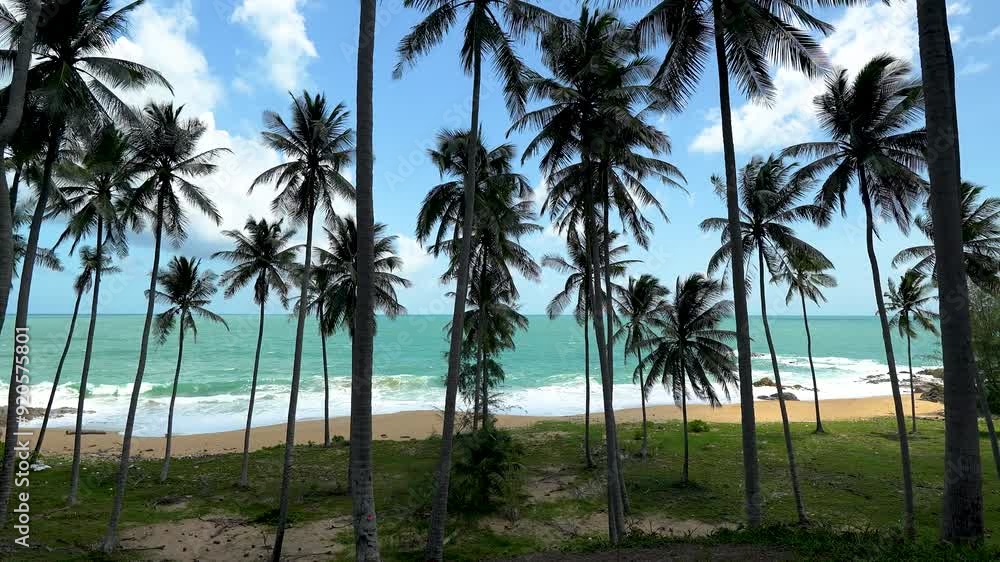 Tropical colorful sea in sunny day with palm tree Background Copy space Tropical colorful sea in sunny day with palm tree Background Copy space
