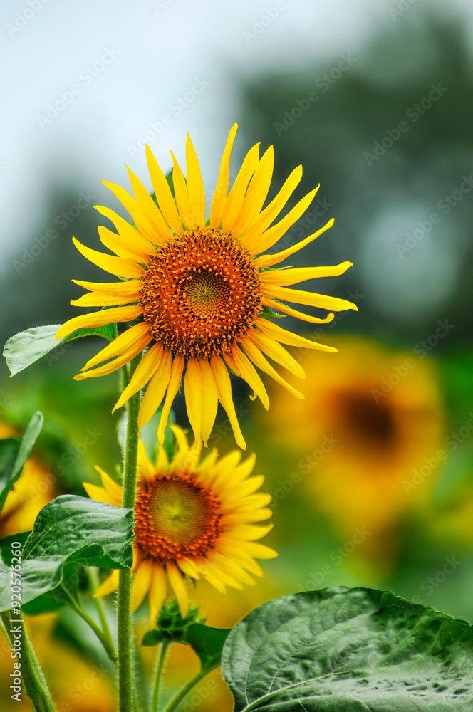 Fototapeta premium The beautiful sunflower.