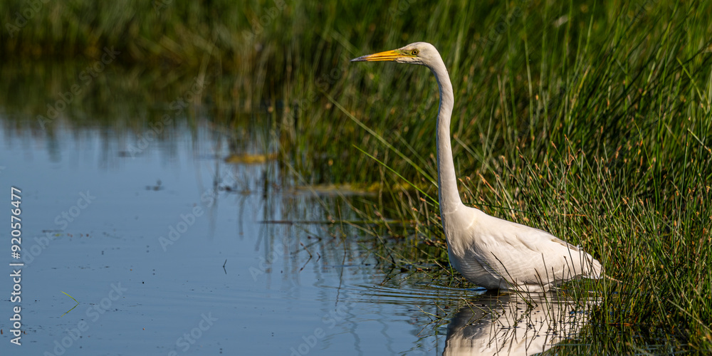Grande Aigrette (Ardea alba - Great Egret) Grande Aigrette (Ardea alba - Great Egret)