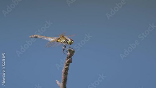 Black Darter dragonfly hovers gracefully above a twig, showcasing its delicate wings against a bright blue sky photo