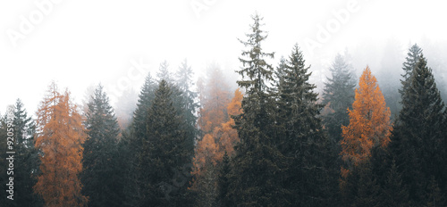 Forest png border, transparent background