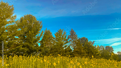 Green conifer trees with yellow flowers in a field make a beautiful landscape background under a blue sky photo