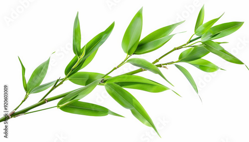 Isolated Green Bamboo with Leaves