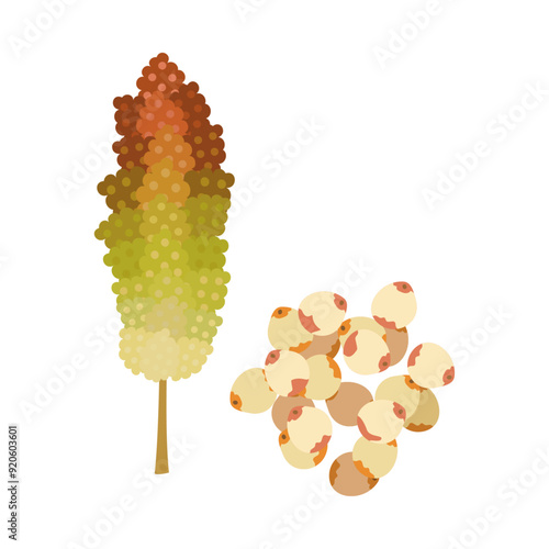 タカキビ（モロコシ、コーリャン、ソルガム）。フラットなベクターイラスト。
Sorghum (great millet, broomcorn, guinea corn). Flat vector illustration.