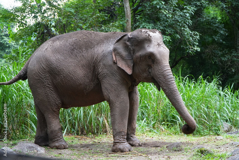 Fototapeta premium elephant