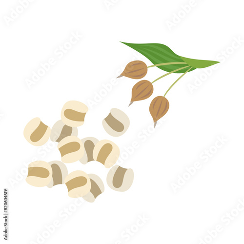 はと麦。フラットなベクターイラスト。
Job's tears (adlay millet). Flat vector illustration.
