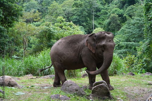 elephant