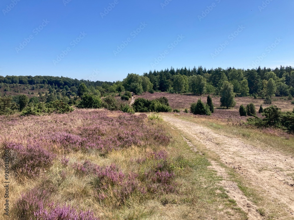 Landschaft mit Heideblüte am Totengrund in der Lüneburger Heide bei Wilsede im Sommer Landschaft mit Heideblüte am Totengrund in der Lüneburger Heide bei Wilsede im Sommer