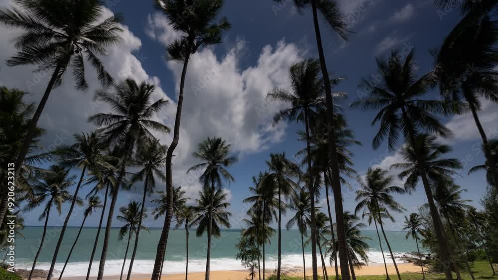 Coconut palm trees bottom view. Green palm tree on blue sky background. View of palm trees against sky. Beach on the tropical island. Palm trees at sunlight timelapse Coconut palm trees bottom view. Green palm tree on blue sky background. View of palm trees against sky. Beach on the tropical island. Palm trees at sunlight timelapse