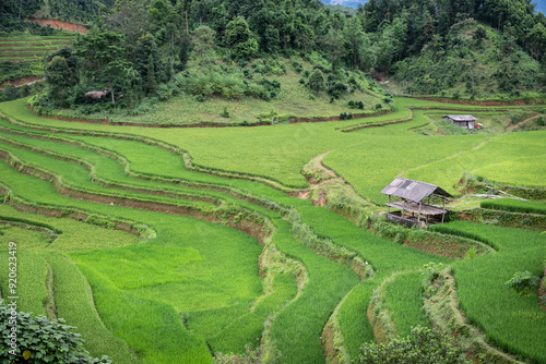 Beautiful green rice terraces in the Hoang Su Phi district of Ha Giang Province, Northern Vietnam photo