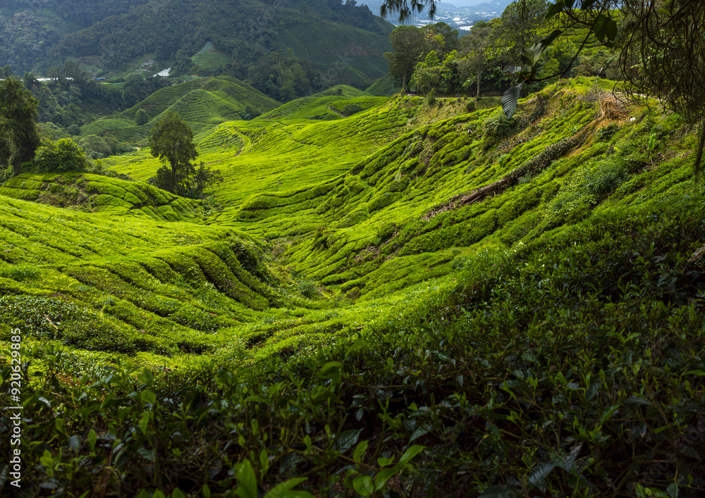 Tea plantations landscape, Pahang, Cameron Highlands, Malaysia Tea plantations landscape, Pahang, Cameron Highlands, Malaysia