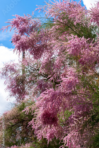 A tamrisk tree loaded with pink flowers in mid-summer in UK photo