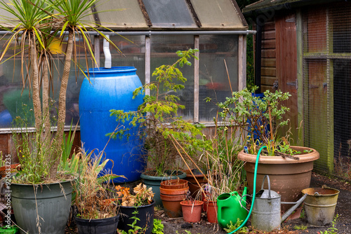 Bild auf Leinwand Rainwater harvesting in large blue barrel or water butt from greenhouse roof for