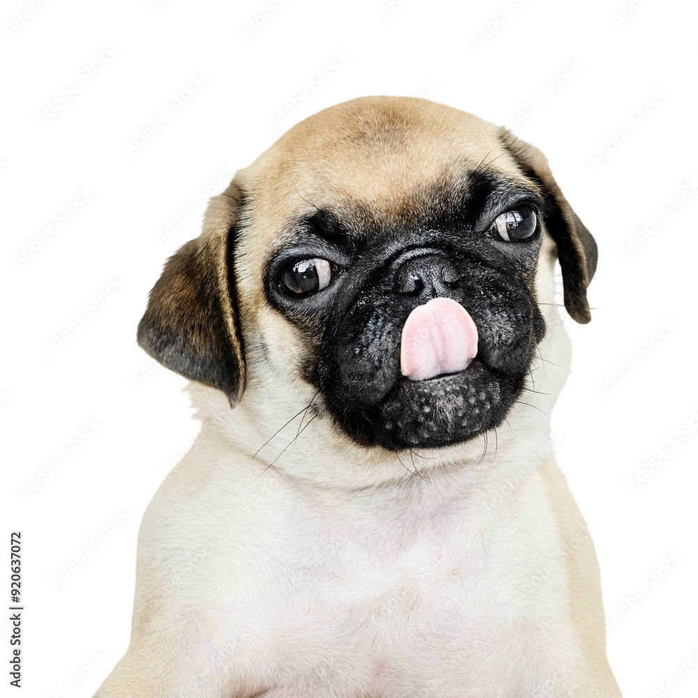 Fototapeta premium Png puppy sticker, Pug collage element on transparent background