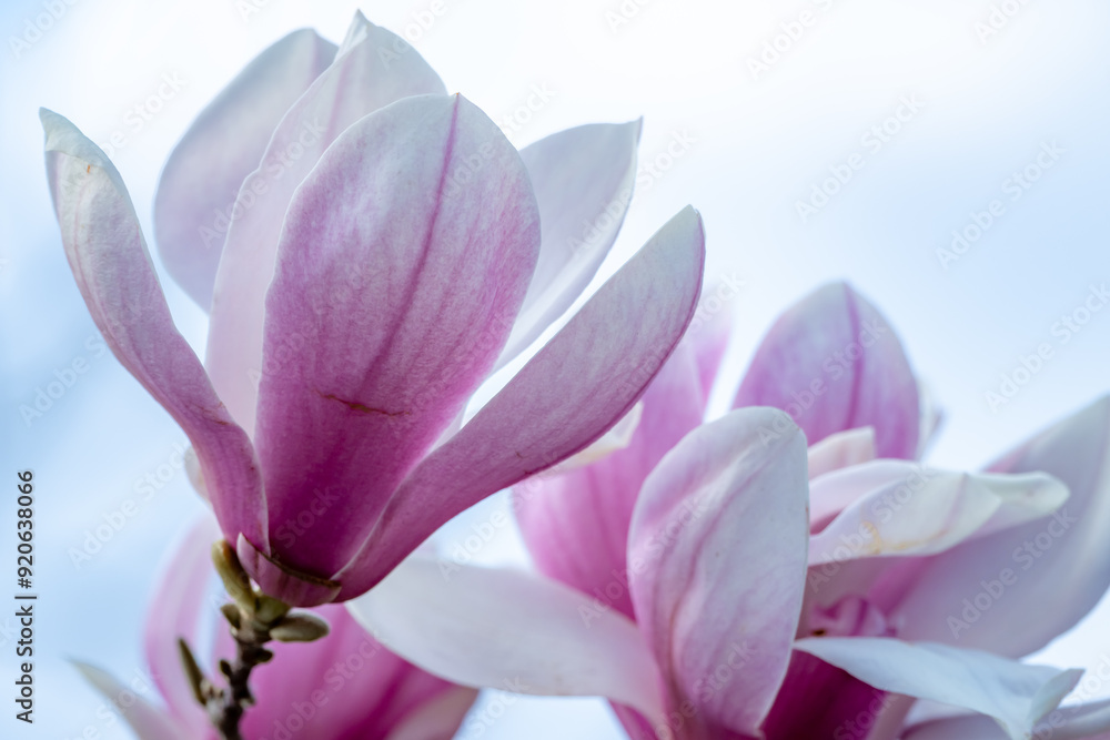 Magnolia Sulanjana flowers with petals in the spring season. beautiful pink magnolia flowers in spring, selective focusing.