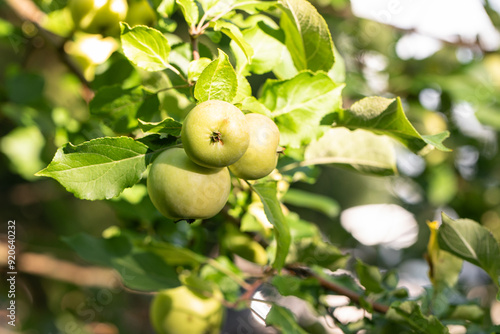 apple on a branch, sunny, harvest