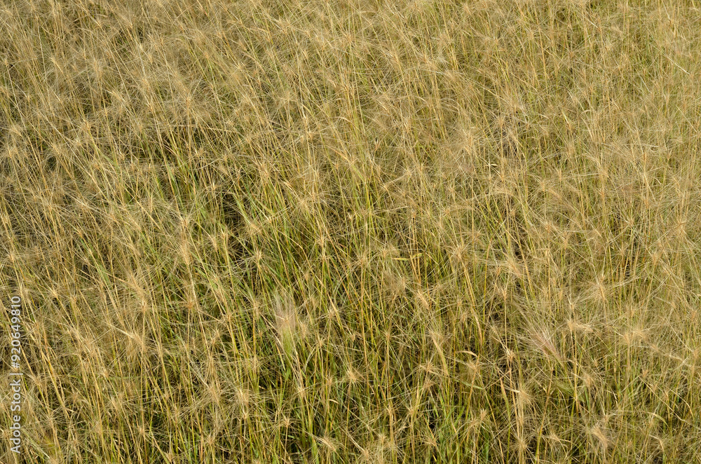 Hordeum jubatum, orge à criniere