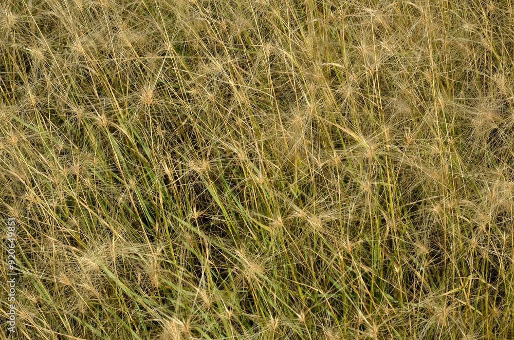 Fototapeta premium Hordeum jubatum, orge à criniere