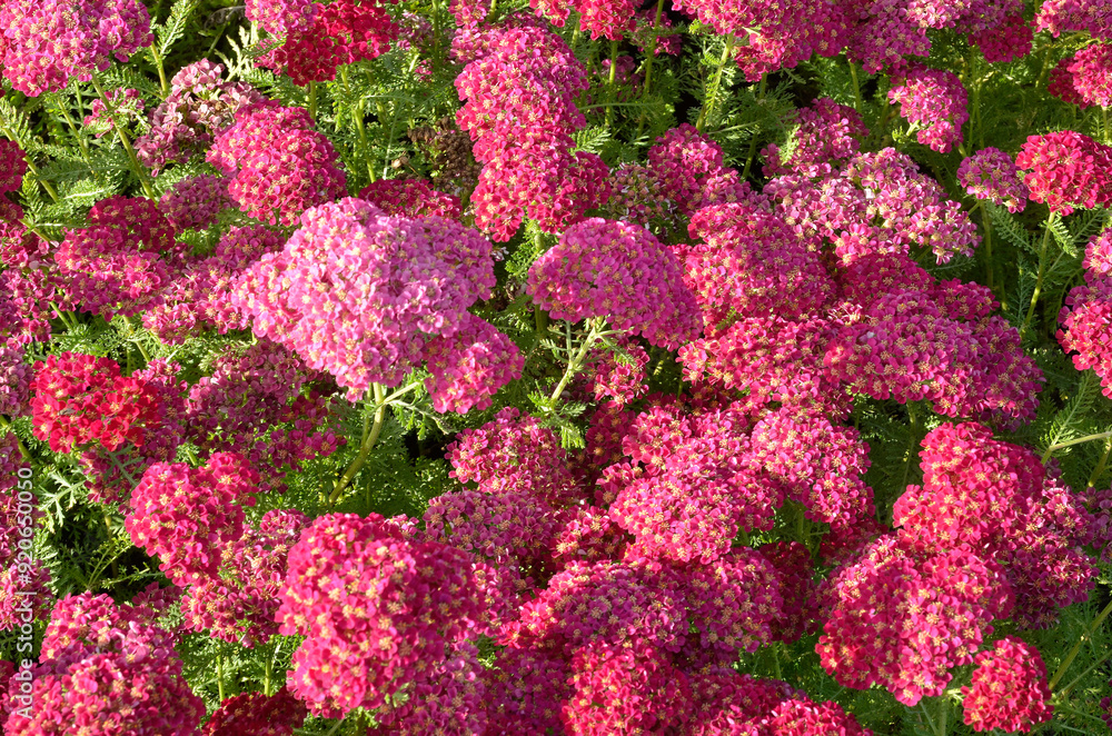 Naklejka premium Achillea 'Pomegranate' , Achillée