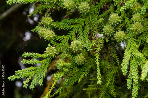 Cryptomeria du Japon, cryptomeria japonica photo