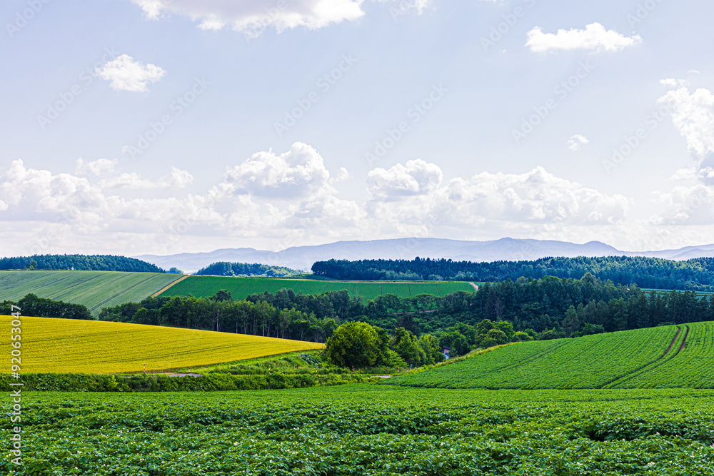 Obraz premium 田園風景