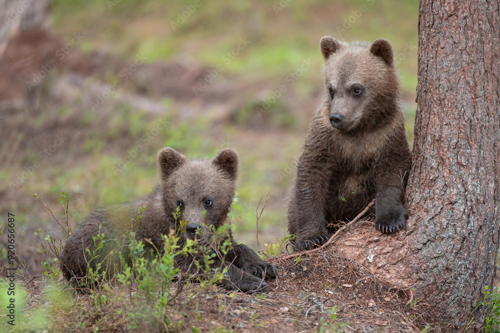 Obraz premium Two bear cubs exploring the forest