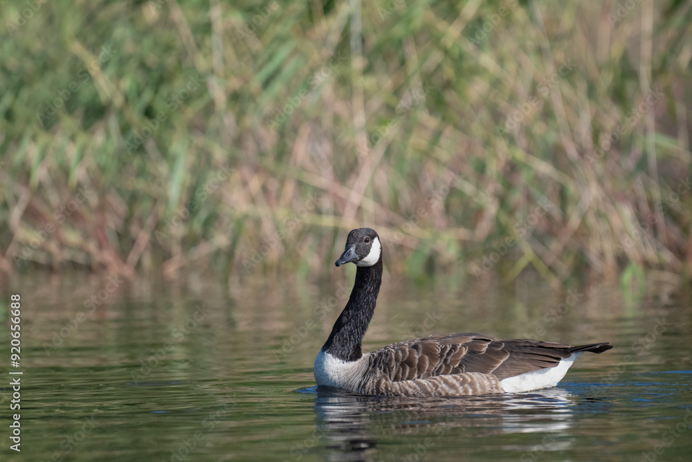 Canada Goose swims peacefully in calm waters near a lush shoreline Canada Goose swims peacefully in calm waters near a lush shoreline