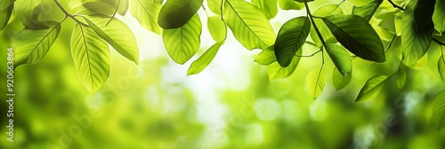 Obraz na płótnie A close-up view of green leaves hanging from a branch with sunlight streaming through in the background, creating a refreshing atmosphere. w salonie