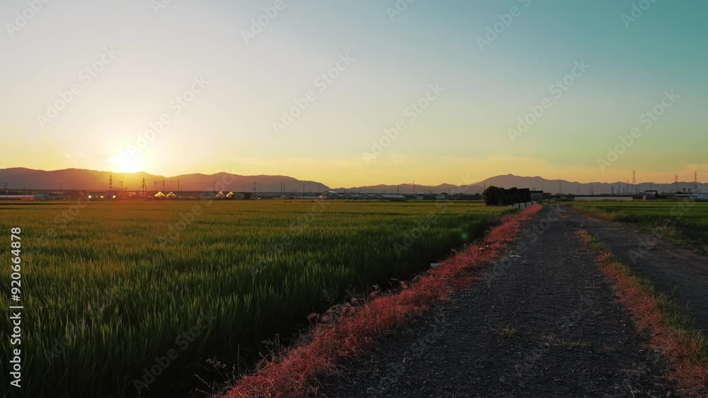 Sunset over Rice Paddy Field,grass Sunset over Rice Paddy Field,grass