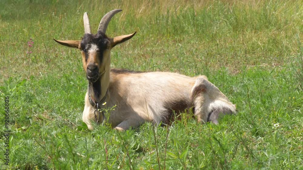 Goat scratches its head while lying on green grass. Goat enjoying a sunny day in a green meadow, grazing on lush grass. Goat lying on the ground at a farm. Concept of animal husbandry and farm life Goat scratches its head while lying on green grass. Goat enjoying a sunny day in a green meadow, grazing on lush grass. Goat lying on the ground at a farm. Concept of animal husbandry and farm life