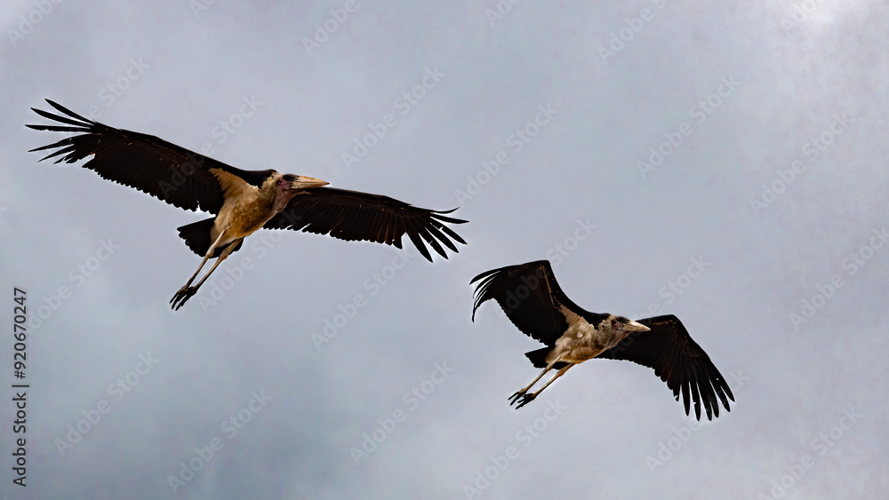 A flock of Marabou Stork (Leptotilos crumeniferus) (Maraboe) ) near Berg-en-Dal in the Southern par of Kruger National Park, Mpumalanga, South Africa A flock of Marabou Stork (Leptotilos crumeniferus) (Maraboe) ) near Berg-en-Dal in the Southern par of Kruger National Park, Mpumalanga, South Africa
