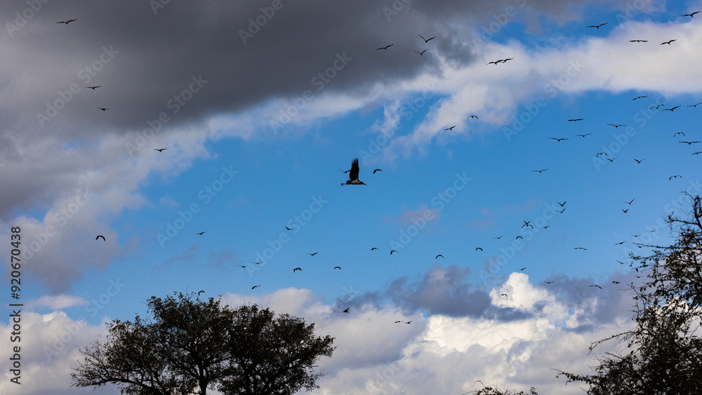 A flock of Marabou Stork (Leptotilos crumeniferus) (Maraboe) ) near Berg-en-Dal in the Southern par of Kruger National Park, Mpumalanga, South Africa A flock of Marabou Stork (Leptotilos crumeniferus) (Maraboe) ) near Berg-en-Dal in the Southern par of Kruger National Park, Mpumalanga, South Africa