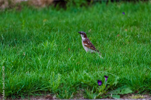 A house sparrow (Passer domesticus) walks on the grass, looks for food and enjoys freedom, close up, horizontal