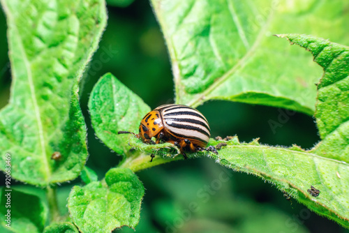 Agricultural pest Colorado potato beetle eats potato leaves