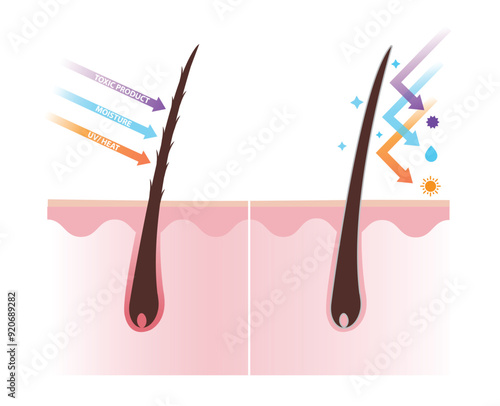 Comparison of damaged and healthy hair shaft on scalp layer vector illustration. Open cuticle absorb ultraviolet, heat, moisture and toxic product, cause hair damage. Closed cuticle can reflect them.